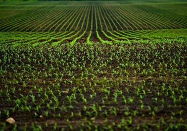 Terreno in vendita a Ruvo di Puglia